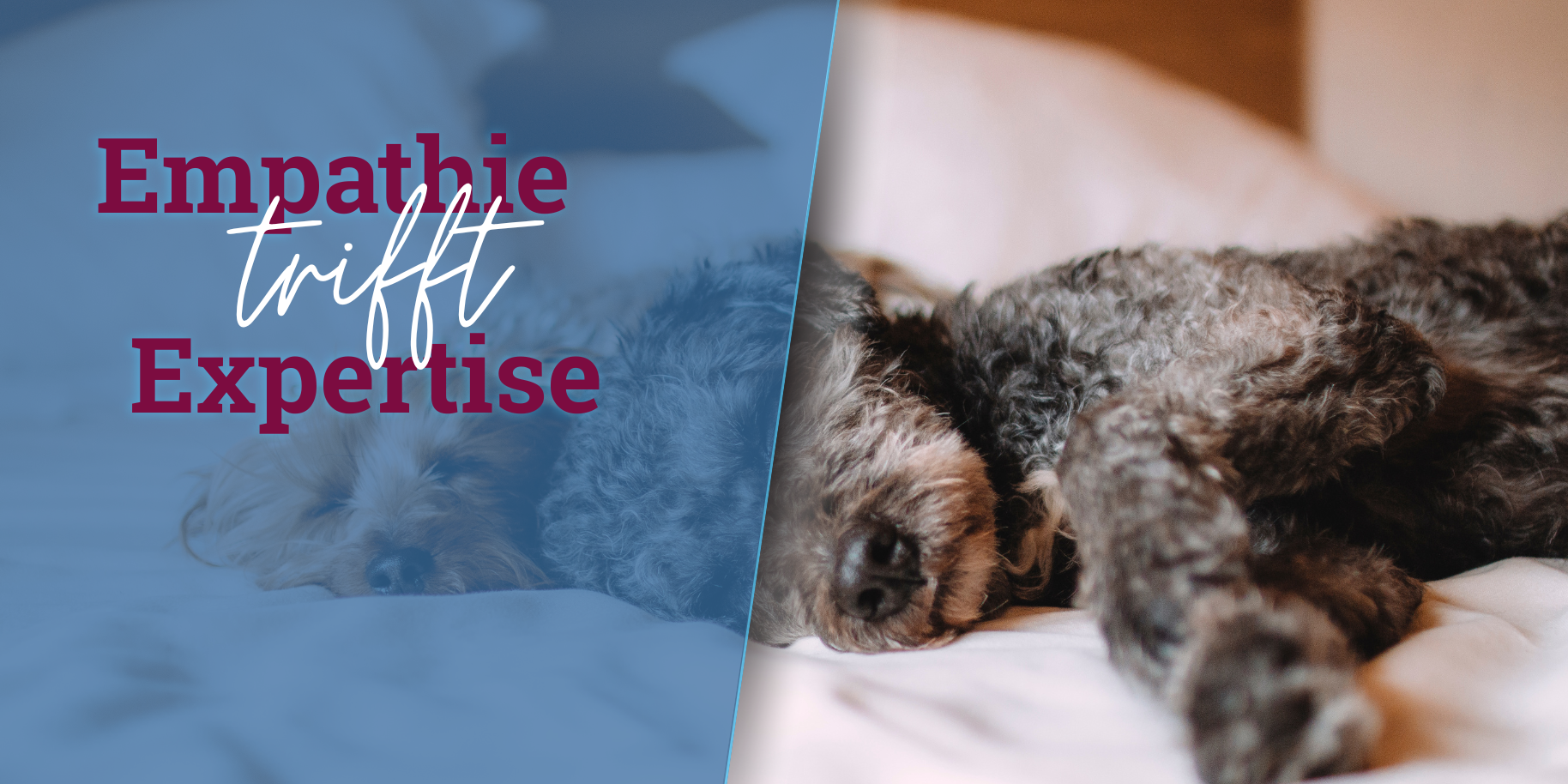 Teaserbild Kleintierpraxis Dr.Corinne Martin