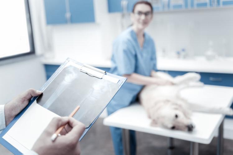 Kleintierpraxis Dr.Corinne Martin - unsere Vision